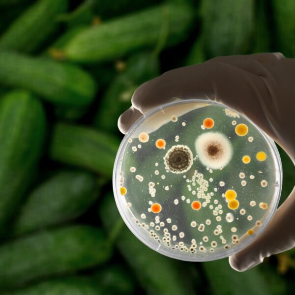 Dirty Reality of the Non-Stick: The “Forever Chemicals” That Found Their Way Into Our Plate, Blood, Earth