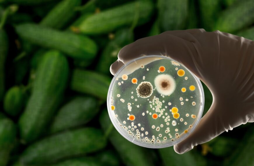 Dirty Reality of the Non-Stick: The “Forever Chemicals” That Found Their Way Into Our Plate, Blood, Earth