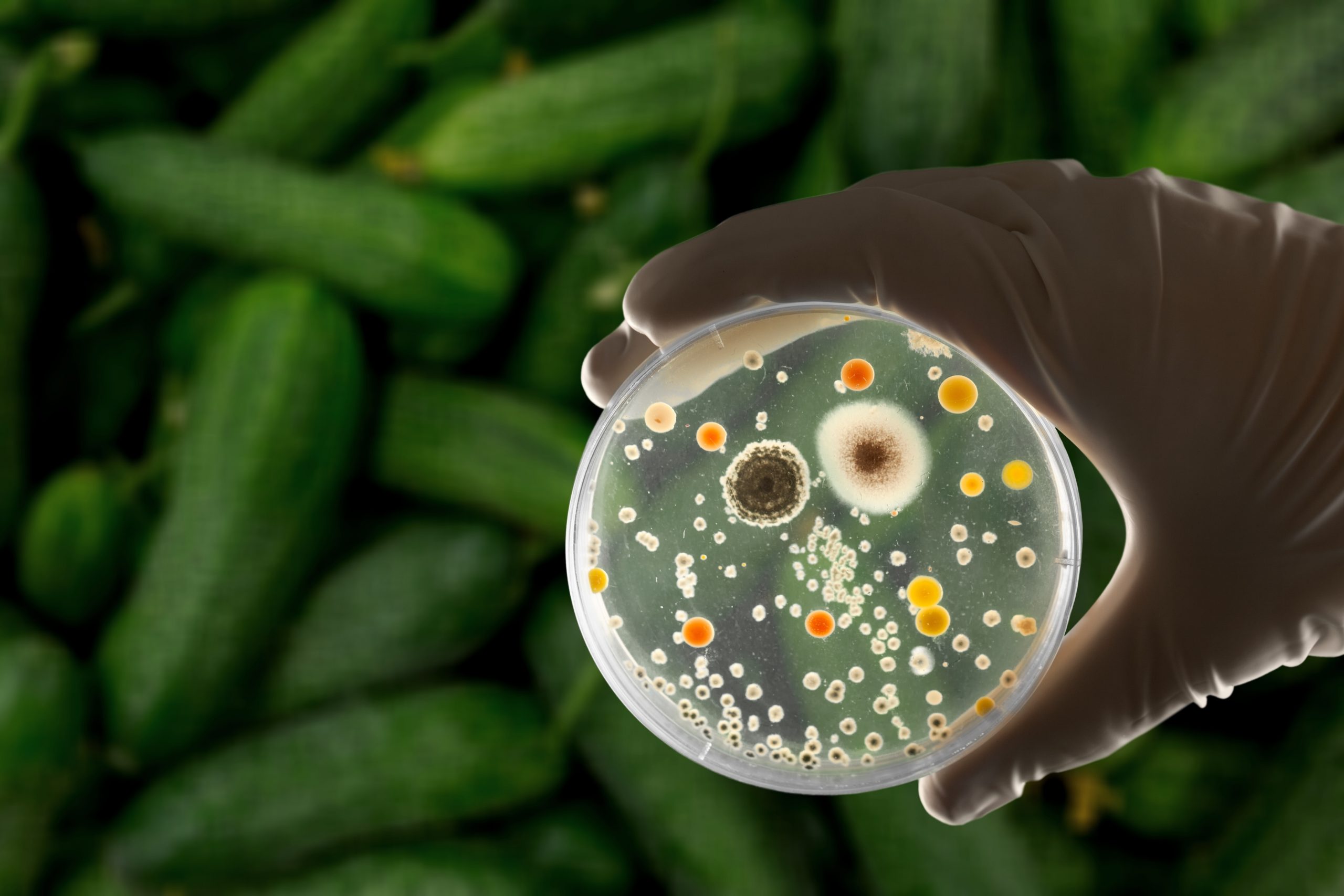 Dirty Reality of the Non-Stick: The “Forever Chemicals” That Found Their Way Into Our Plate, Blood, Earth